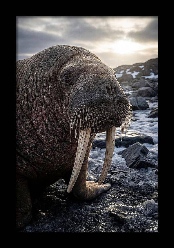 Tusked Bull Walrus Closeup