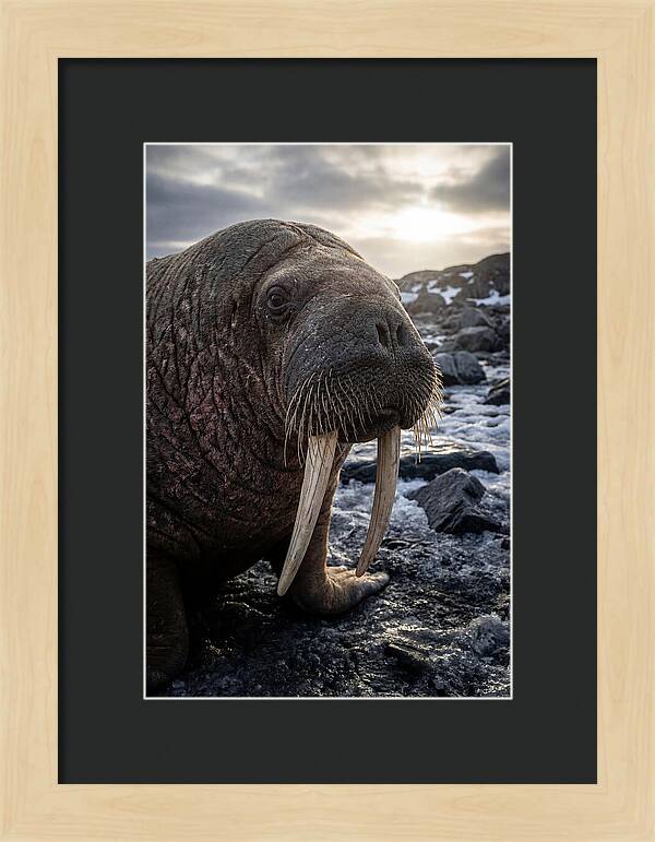 Tusked Bull Walrus Closeup