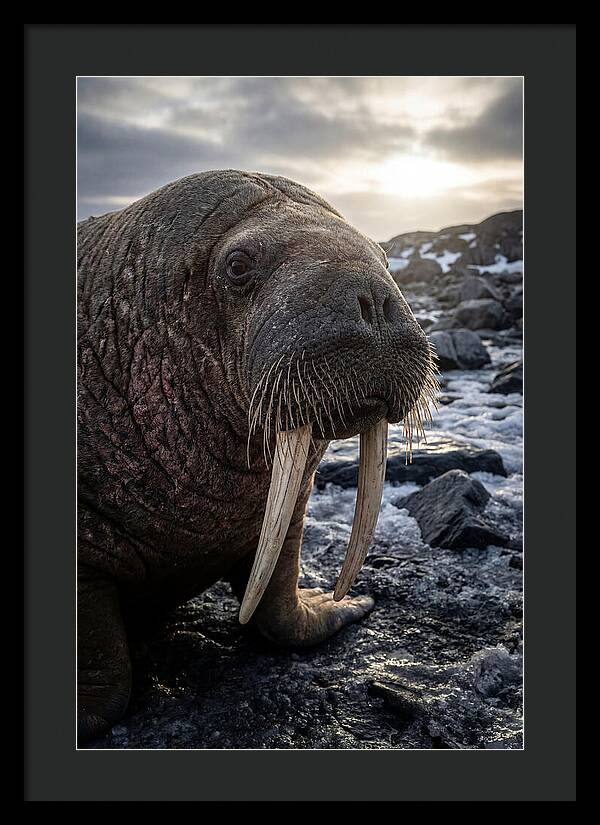 Tusked Bull Walrus Closeup