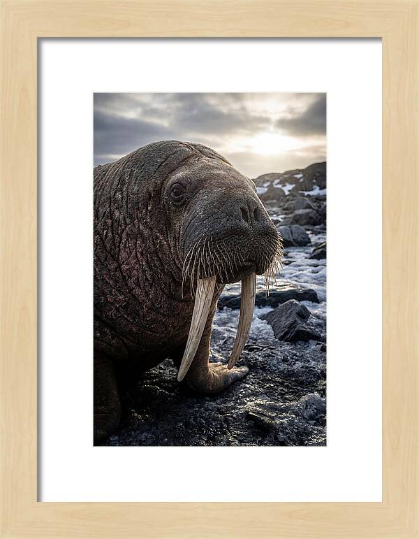 Tusked Bull Walrus Closeup