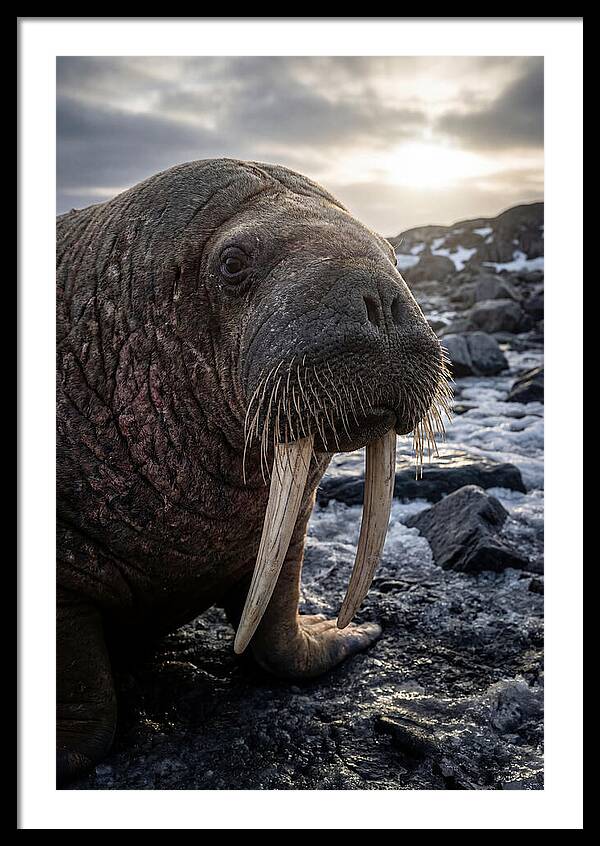 Tusked Bull Walrus Closeup