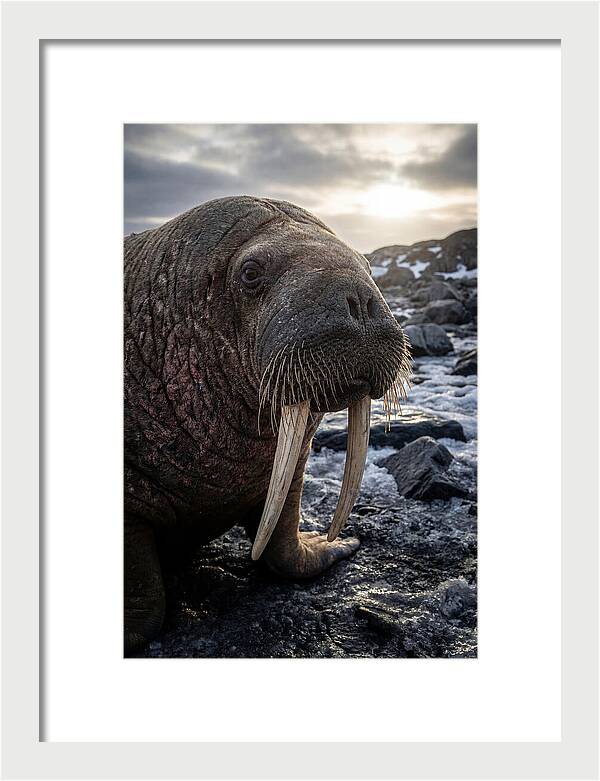 Tusked Bull Walrus Closeup