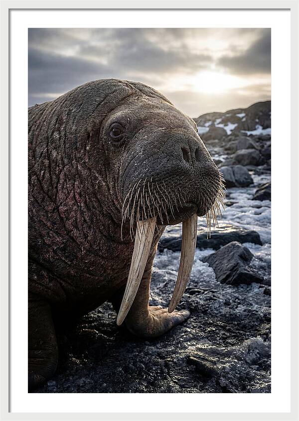 Tusked Bull Walrus Closeup