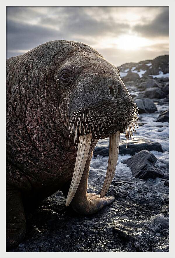 Tusked Bull Walrus Closeup