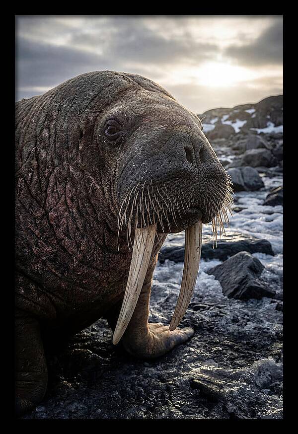 Tusked Bull Walrus Closeup