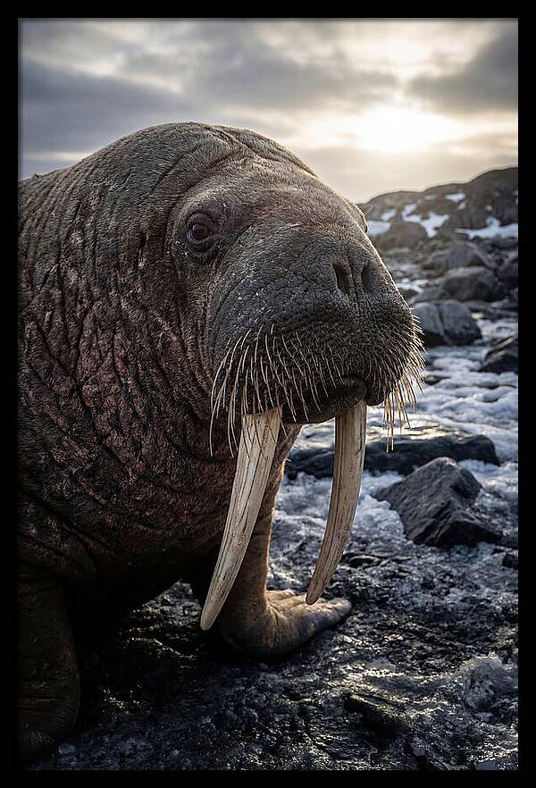 Tusked Bull Walrus Closeup