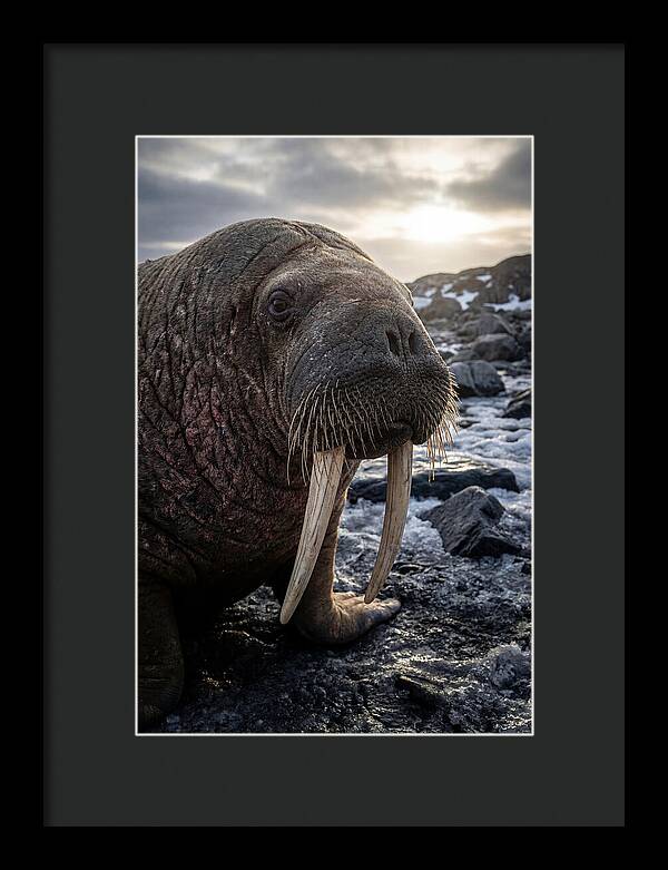 Tusked Bull Walrus Closeup