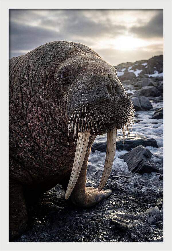 Tusked Bull Walrus Closeup
