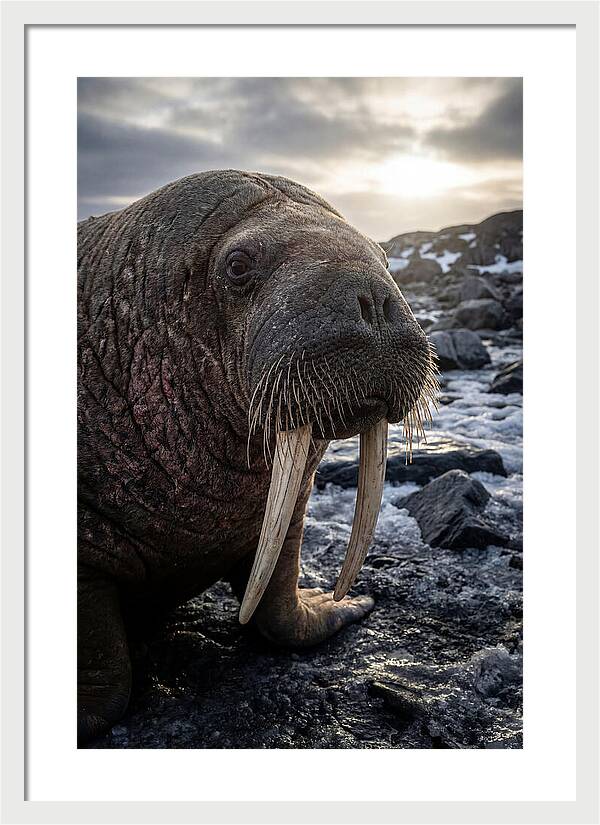 Tusked Bull Walrus Closeup
