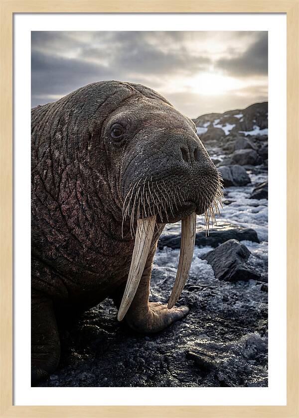 Tusked Bull Walrus Closeup