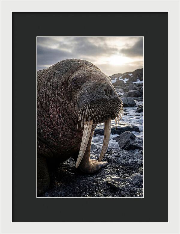 Tusked Bull Walrus Closeup