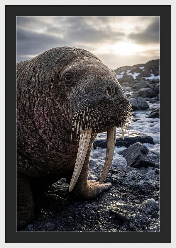 Tusked Bull Walrus Closeup