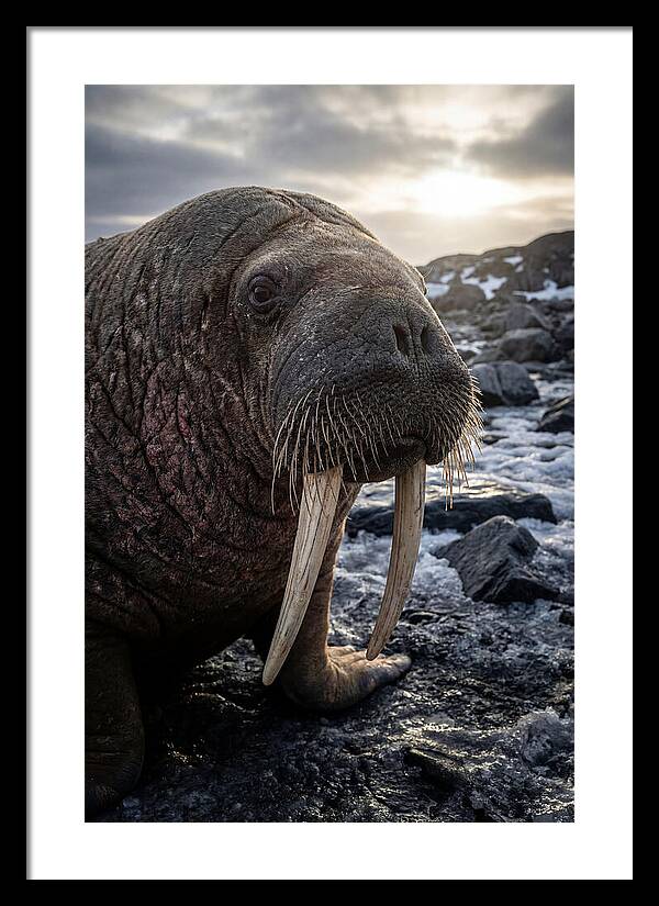 Tusked Bull Walrus Closeup