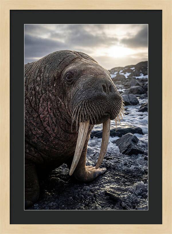Tusked Bull Walrus Closeup