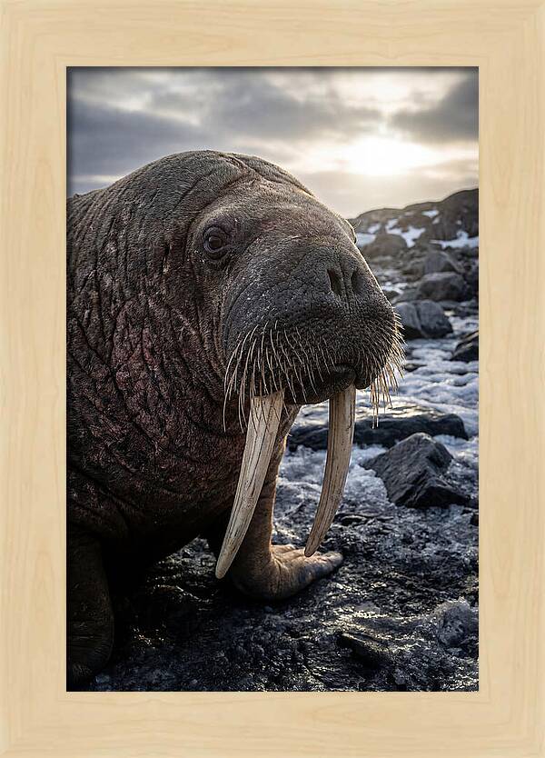 Tusked Bull Walrus Closeup