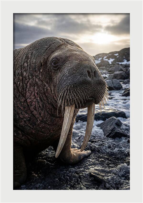 Tusked Bull Walrus Closeup
