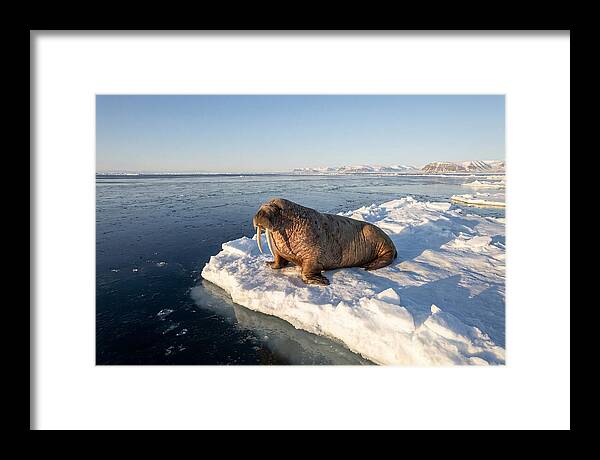 Tusked Bull Walrus On Ice
