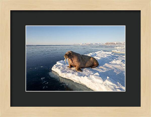 Tusked Bull Walrus On Ice