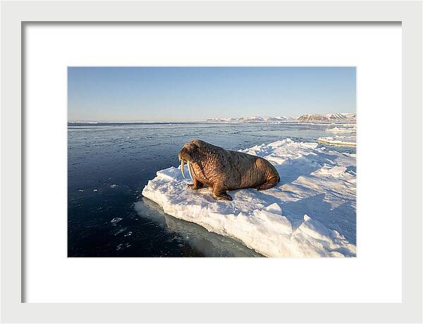 Tusked Bull Walrus On Ice