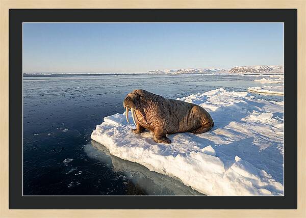 Tusked Bull Walrus On Ice