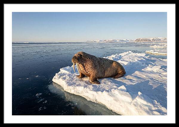 Tusked Bull Walrus On Ice
