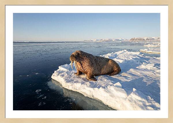 Tusked Bull Walrus On Ice