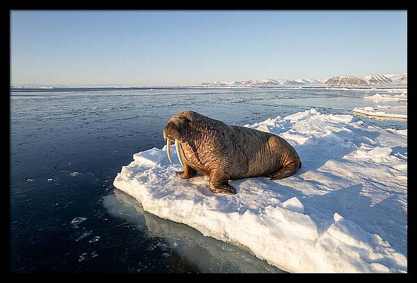 Tusked Bull Walrus On Ice