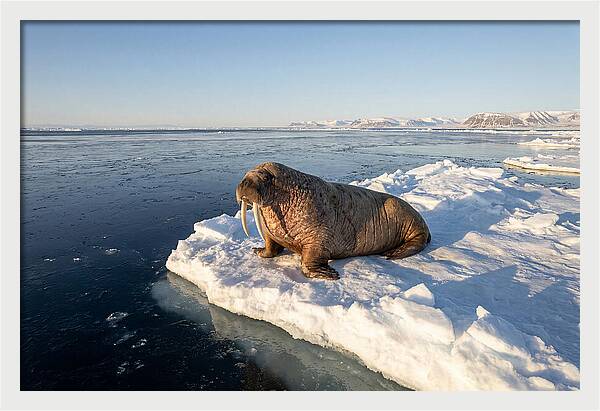 Tusked Bull Walrus On Ice