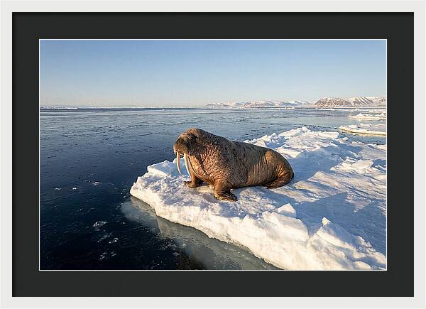 Tusked Bull Walrus On Ice