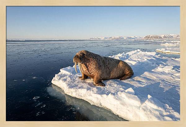 Tusked Bull Walrus On Ice