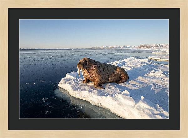Tusked Bull Walrus On Ice