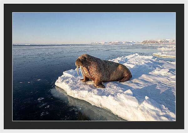 Tusked Bull Walrus On Ice