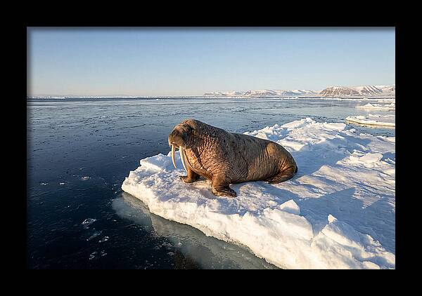 Tusked Bull Walrus On Ice