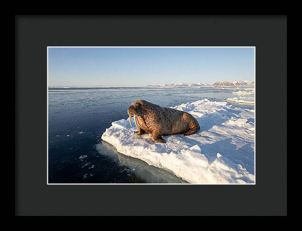 Tusked Bull Walrus On Ice