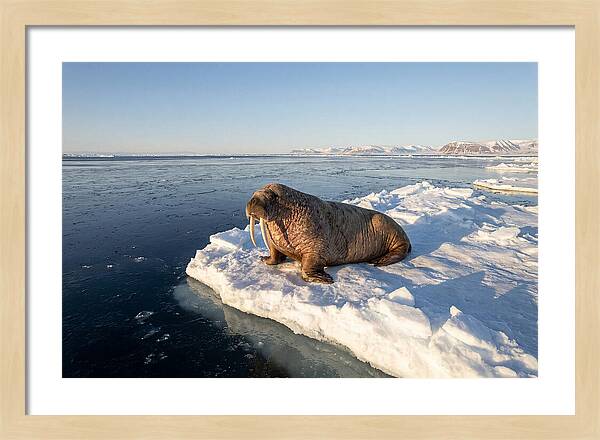 Tusked Bull Walrus On Ice