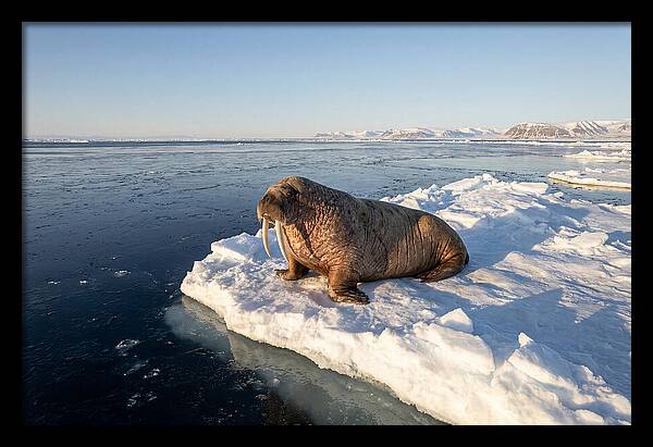 Tusked Bull Walrus On Ice