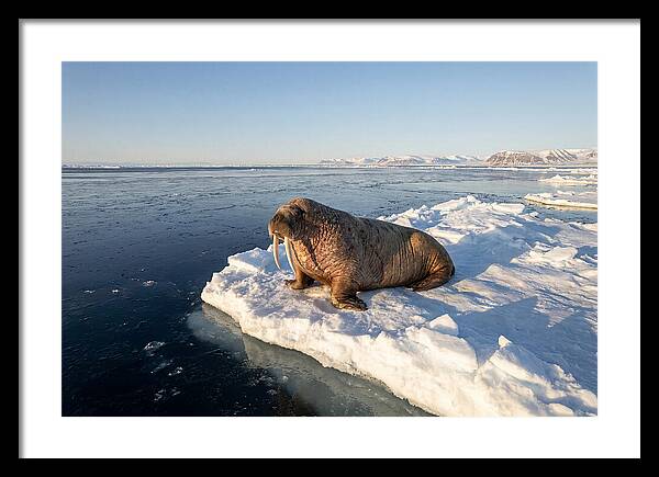 Tusked Bull Walrus On Ice