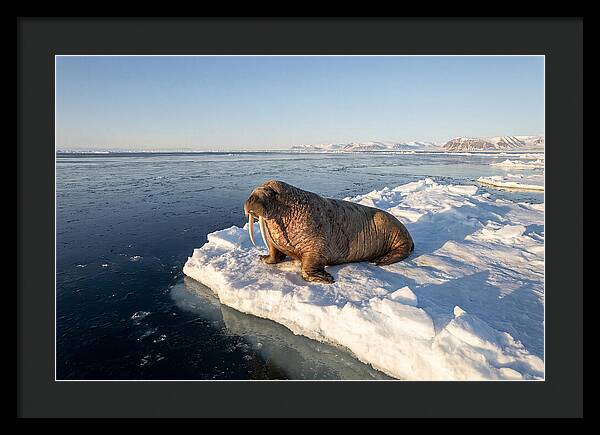 Tusked Bull Walrus On Ice