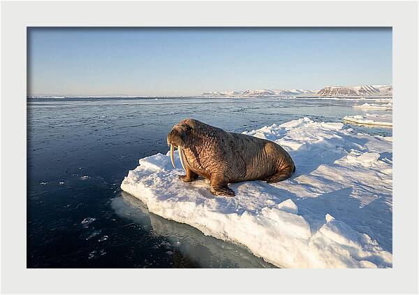 Tusked Bull Walrus On Ice