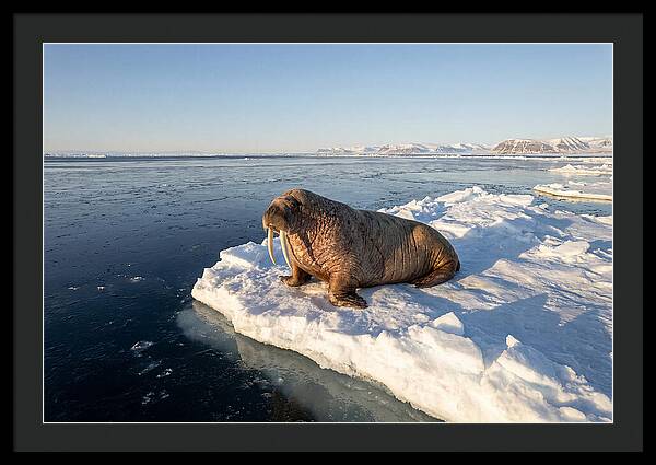 Tusked Bull Walrus On Ice