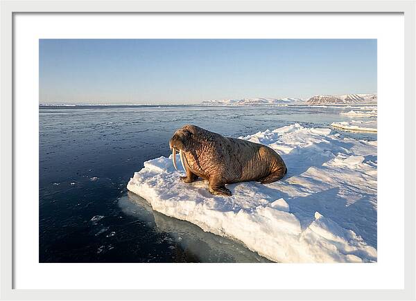 Tusked Bull Walrus On Ice