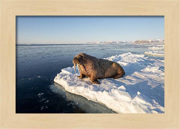 Tusked Bull Walrus On Ice