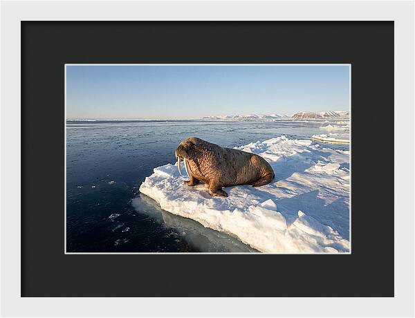 Tusked Bull Walrus On Ice