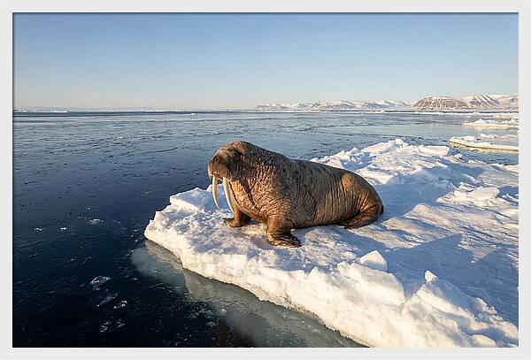 Tusked Bull Walrus On Ice