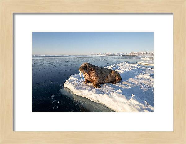 Tusked Bull Walrus On Ice