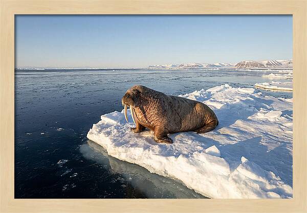 Tusked Bull Walrus On Ice