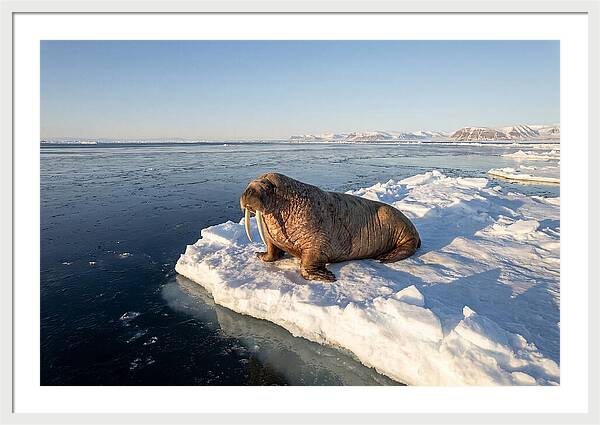 Tusked Bull Walrus On Ice