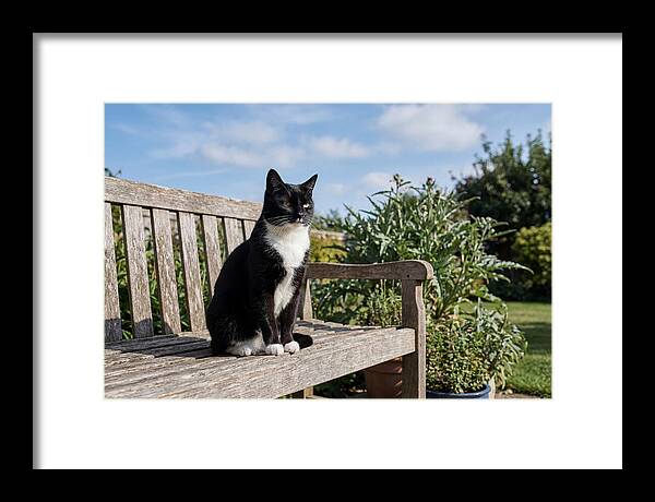 Tuxedo Cat In The Garden