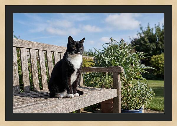 Tuxedo Cat In The Garden