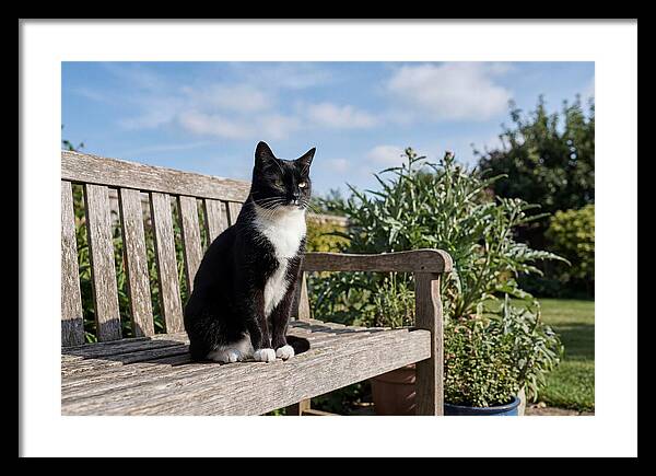 Tuxedo Cat In The Garden